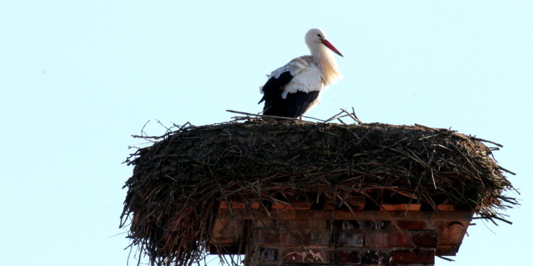 Und nur der Kirchturm schaut zu bei dem Horstpaar Nr. 63