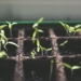 Vortrag: Urban Gardening – Gärtnern auf kleiner Fläche