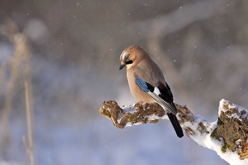 Vogelgesang und seine Bedeutung – Wald-Kinder-Exkursion in Mölln