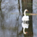 Der Schwan in der Manau