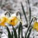 Der Winter ritt wiedermal eine Attacke im Herzogtum