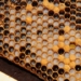 Heilkraft aus dem Bienenkorb