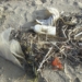 Plastik im Meer – Wie stoppen wir die Plastikflut?