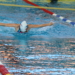 MSV-Schwimmen: Viele Bestzeiten beim Frühjahrsmeeting in Kiel