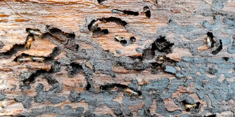 Wälder müssen vor weiterem Befall durch den Borkenkäfer geschützt werden