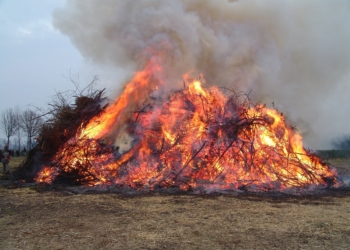 Tierschutzbeauftragte weist auf Gefahr für Wildtiere beim Osterfeuer hin
