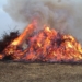 Tierschutzbeauftragte weist auf Gefahr für Wildtiere beim Osterfeuer hin