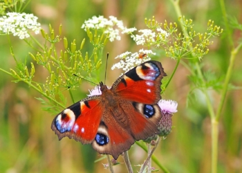 ‚Wir tun etwas für Insekten!‘ – ein besonderer Pflanzenmarkt