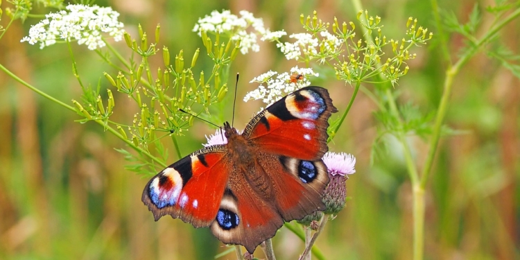 ‚Wir tun etwas für Insekten!‘ – ein besonderer Pflanzenmarkt