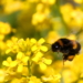 Hummeln im Hintern?