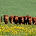 Mank Botterbloomen und Roggen