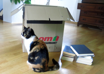 Umzug mit Katze