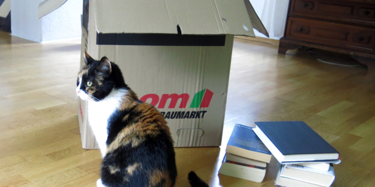 Umzug mit Katze