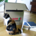 Umzug mit Katze