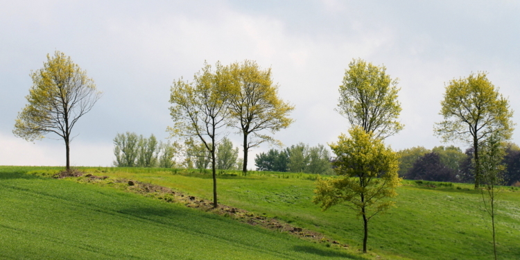 Behlendorf hat seinen Musterknick