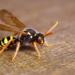 Was tun bei einem Wespen- oder Bienenstich?