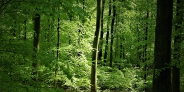 Alte Buchen – Hüter der Artenvielfalt