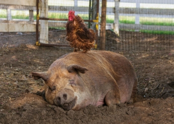 Doku-Dienstag: ‚Unsere große kleine Farm‘ im Filmclub