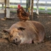 Doku-Dienstag: ‚Unsere große kleine Farm‘ im Filmclub