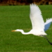 Der große weiße Vogel