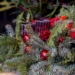 Adventskränze binden im Familienzentrum Berkenthin