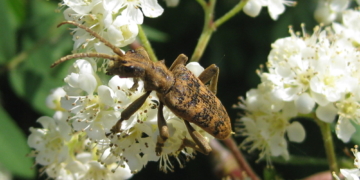 Insektenvielfalt auf dem Holzweg