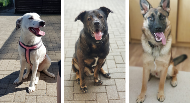 Hunde suchen ein neues Zuhause