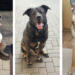 Hunde suchen ein neues Zuhause