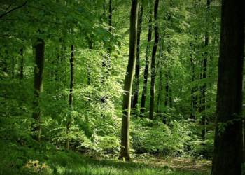 Wälder: Zwischen Ökologie, Holznutzung und Waldbaden