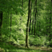 Wälder: Zwischen Ökologie, Holznutzung und Waldbaden
