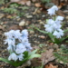 Die ersten Blüten läuten in der Brummelbrede das Frühjahr ein