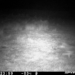 Wölfe im Bereich Gudow? Fotofalle auf der Grünbücke schnappte zu