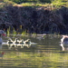 Das Leben geht weiter auf dem Giesensdorfer Teich
