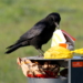 Nach dem Drive-in folgt nun der Fly-in
