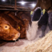IG BAU: Beschäftigte in der Landwirtschaft müssen um Zusatzrente bangen