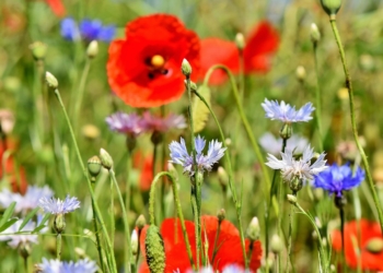 SH Netz setzt Wildblumenwiesenprojekt für 2021 fort
