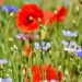 SH Netz setzt Wildblumenwiesenprojekt für 2021 fort