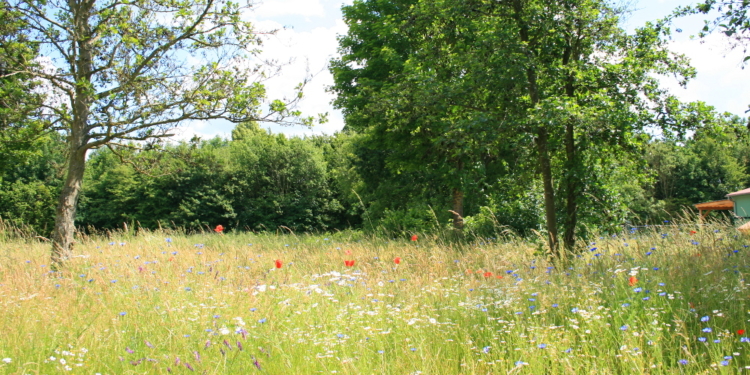 Eine Blumenwiese entwickelt sich