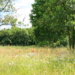 Eine Blumenwiese entwickelt sich