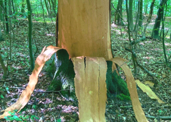 Naturgewalten im Revier Farchau