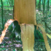 Naturgewalten im Revier Farchau