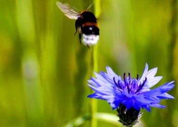Die „preußische“ Blume