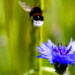 Die „preußische“ Blume