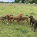 ABB: Büchen braucht weiterhin eine Hundefreilauffläche!