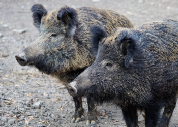 Vorbeugung gegen die Afrikanische Schweinepest: Landesregierung, Kreise und kreisfreie Städte verlängern gemeinsames Maßnahmenpaket