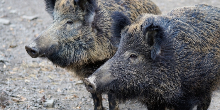 Vorbeugung gegen die Afrikanische Schweinepest: Landesregierung, Kreise und kreisfreie Städte verlängern gemeinsames Maßnahmenpaket