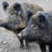 Vorbeugung gegen die Afrikanische Schweinepest: Landesregierung, Kreise und kreisfreie Städte verlängern gemeinsames Maßnahmenpaket