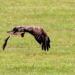 Ein Freiflug über die Wiese