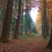 Waldspaziergang op Platt durch den Ritzerauer Forst