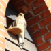 Eine erfolgreiche Aktion ‚Lebensraum Kirchturm‘ und Amphibiensaison in Mölln